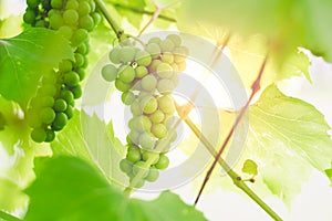 Unripe green grapes on a branch of a vine in a garden on a sunset background