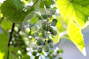 Unripe green grapes on a branch of a vine in a garden on a sunset background.