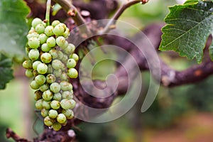 Unripe green grapes growing on the vine