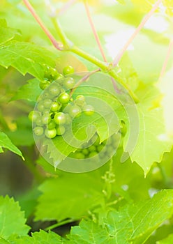 An unripe green grapes in a natural environment in the sun