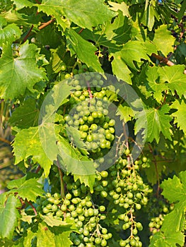 Unripe Green Grapes on Vine