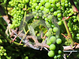 Unripe green grapes on a vine. Closeup