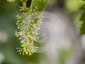 Unripe green Grapes on a vine.