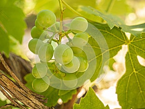 Unripe green Grapes on a vine.