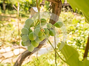 Unripe green Grapes on a vine.