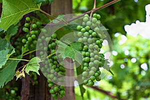 Unripe green grapes on vine in summer. Nature background, leaves outdoors. Farming concept