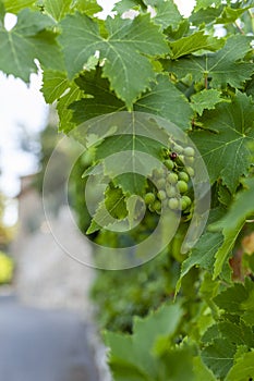 Unripe green grapes on a vine tree