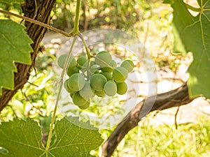 Unripe green Grapes on a vine.