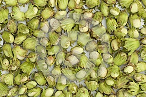 Unripe green hazelnuts