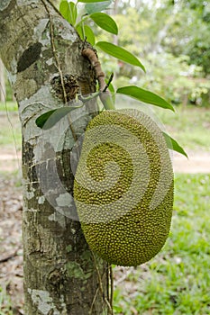 Unripe green jackfruit hanging from a jackfruit tree