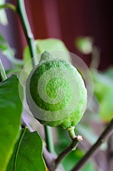 Unripe green lemon on a tree