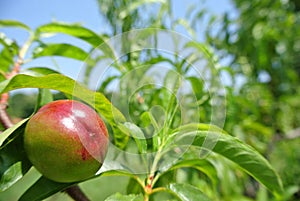 Unripe green nectarine on the tree in an orchard