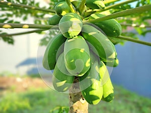 These are unripe green papayas on a blurred background.