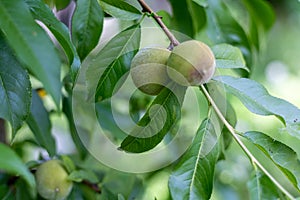 Unripe green peach fruit on a peachtree branch closeup. selective focus