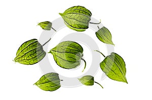 Unripe green physalis fruit on white background