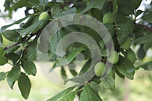 Unripe green plums on a branch in the garden on a sunny day. Gardening concept. Plants without GMOs. Vegetarian food. Restorative