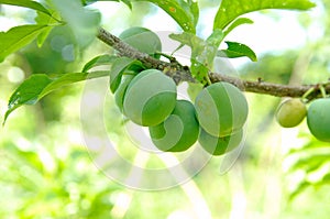 Unripe green plums on tree,