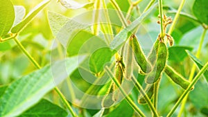 Unripe green pods of soybeans on the stems of plants growing in an agricultural field in the rays of the dawn sun