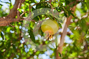 Unripe green pomegranates fruit