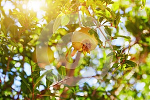 Unripe green pomegranates fruit