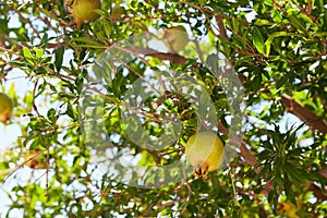 Unripe green pomegranates fruit