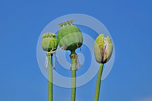 Unripe green poppy head