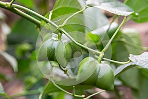 Unripe green sacha inchi hanging from a sacha inchi tree