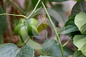 Unripe green sacha inchi hanging from a sacha inchi tree