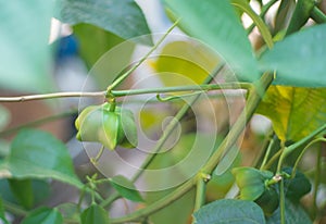 Unripe green sacha inchi hanging from a sacha inchi tree