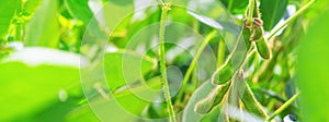 Unripe green soybean pods, close-up, on the stem of a young plant growing in a farm field during a period of active growth