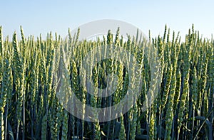 Unripe green spikes of wheat