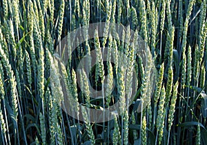 Unripe green spikes of wheat