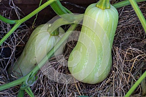 Unripe green squash or pumpkin on the organic garden plant photo