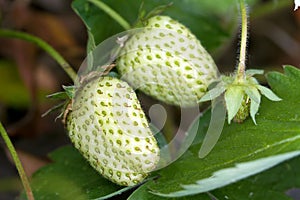 Unripe Green Strawberry Fruits