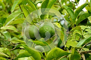 Unripe green tangerine, mandarin on the plant.