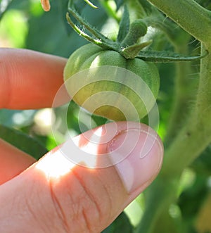 Unripe green tomato