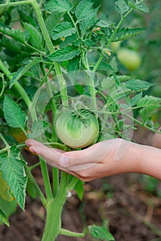 Unripe, green tomato on a branch in a farm garden. Green tomatoes on a bush, the cultivation of selected tomatoes in a greenhouse