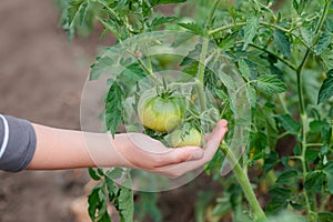 Unripe, green tomato on a branch in a farm garden. Green tomatoes on a bush, the cultivation of selected tomatoes in a greenhouse