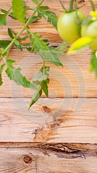 Unripe green tomato cluster and leaves on a wood background, useful for copy space or a graphic banner, depicting agriculture,