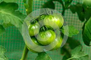 Unripe green tomato fruits growing in polytunnel greenhouse