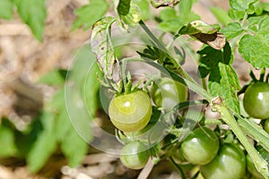 Unripe, green tomato growing on vine in a home garden