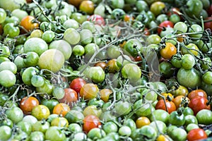 Unripe Green Tomatoes