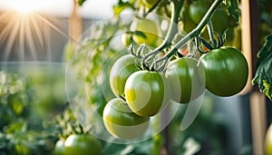 Unripe green tomatoes in the garden.