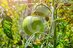 Unripe green tomatoes growing on the garden bed. Bush tomato lit sunlight. The green tomatoes on a branch