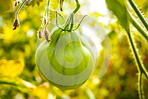 Unripe green tomatoes growing in the greenhouse. The green tomatoes on a branch. Selective focus