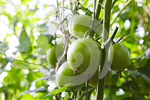 Unripe green tomatoes growing on twigs. In a greenhouse.