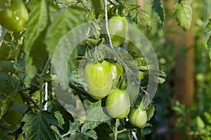 Unripe green tomatoes growing on twigs. In a greenhouse.
