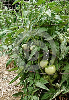 Unripe Green Tomatoes on Healthy Lush Plants Supported by Wire Cages