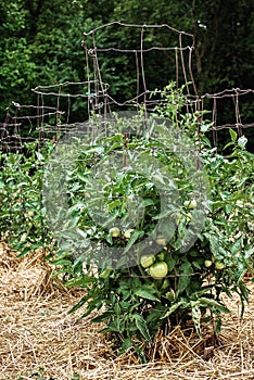 Unripe Green Tomatoes on Healthy Lush Plants Supported by Wire Cages