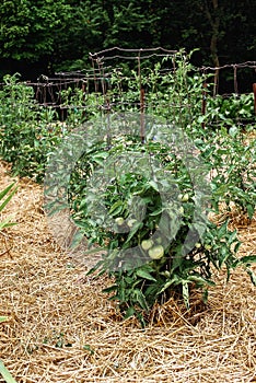 Unripe Green Tomatoes on Healthy Lush Plants Supported by Wire Cages
